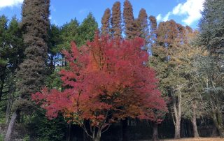 Autumn Maple Socrates Garden