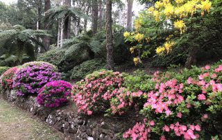 Azaleas along Charlotte's Pass