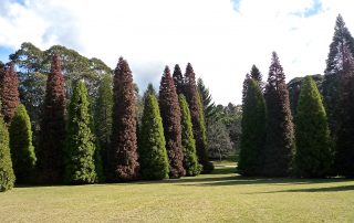 Ballet Russes Cryptomeria