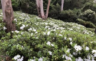 Bank of white Azaleas