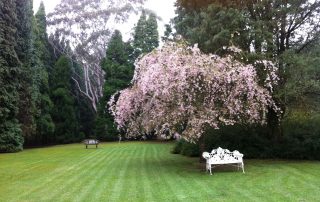 Celestium Lawn with Flowering Cherry