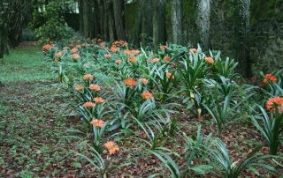 Clivia in Compass Garden