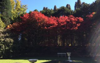 Compass Garden - Acer japonica