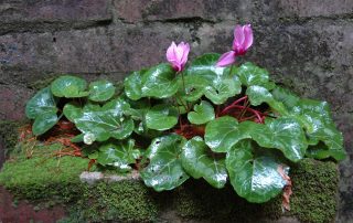 Cyclamen in Socrates Garden Wall