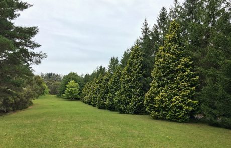 Cypress Meadow