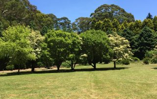 Dogwood s beginning to flower in Parklands