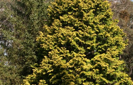 Golden Cypress