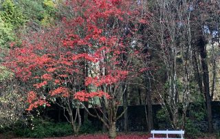 Japanese Maple - Compass Garden