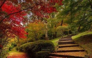 Japanese Maple aflame on Charlotte's Pass in Austumn