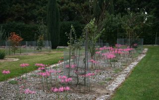 Lillies in Spanish Garden