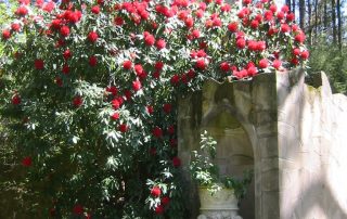 Rhododendron over Gothic Wall