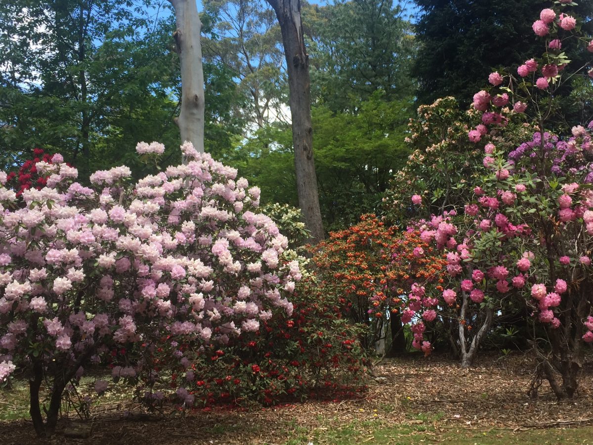 Rhododendron Garden Breenhold Gardens Rhododendrons 1200x900