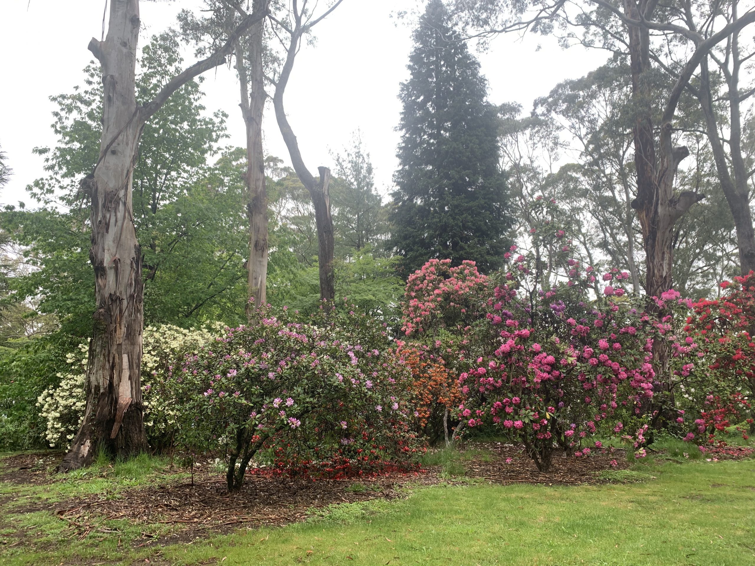 Rhododendrons in Western Garden