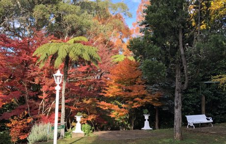 Top of Acer Steps - Autumn