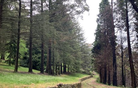 Sub-Alpine Way below Western Slopes