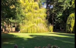 Weeping Chinese Cypress