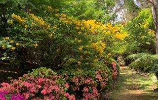 Yellow Mollis Azaleas on Charlotte's Pass