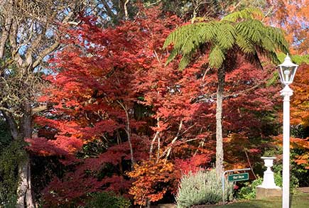 Acer Steps Maples