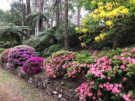 Azaleas along Charlotte's Pass