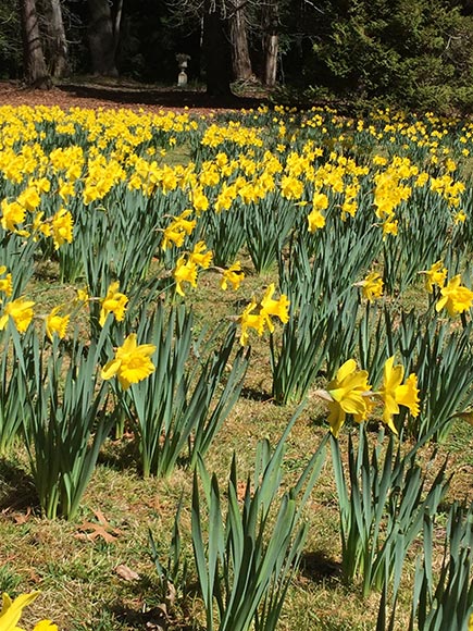 Daffodils