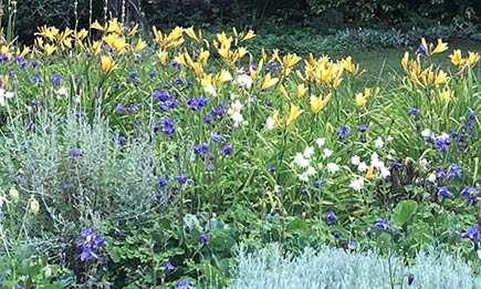 Day Lillies and Other Spring blossoms