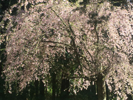 Flowering Apricot