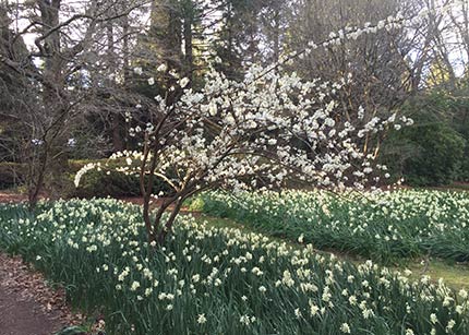 Jonquils and Prunus