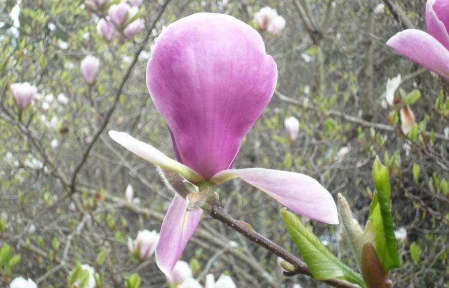 Magnolia