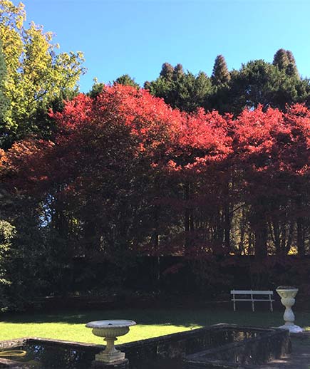 Maples in Compass Garden