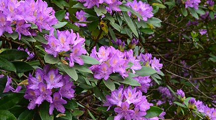 Mauve rhododendron