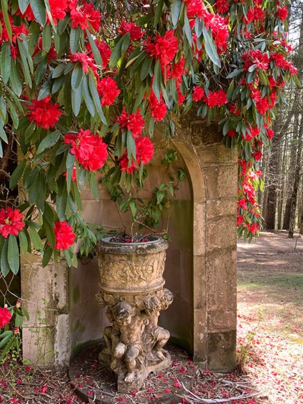 Rhododendron by Gothic Wall
