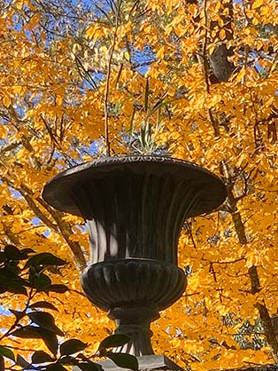 Urn with Maple