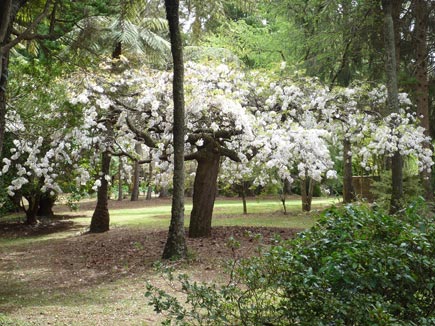 Weeping Cherry