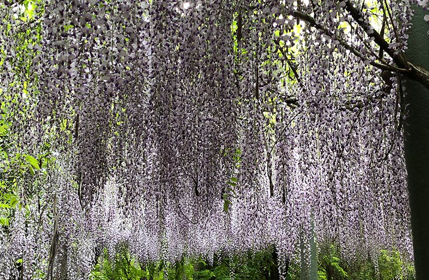 Wisteria